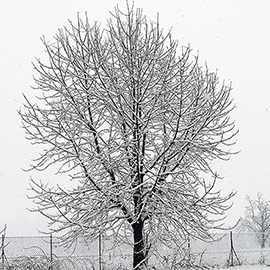 Winter tree